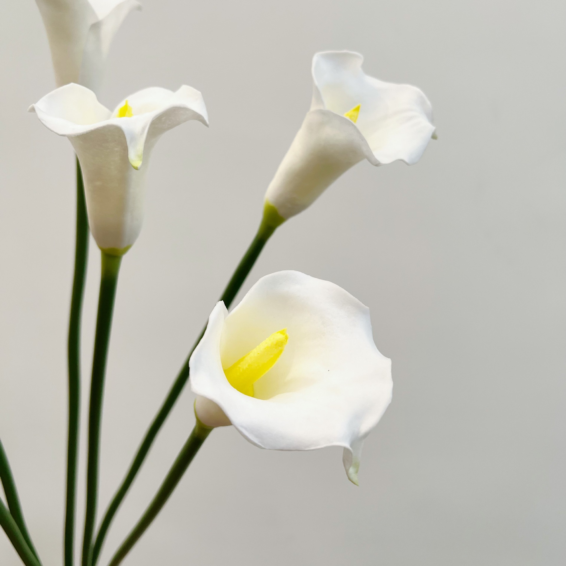 Bunga Calla Lily Buatan 26 Inc - Photography Graduation ulasan dan harga
